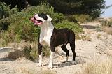 BOULEDOGUE AMERICAIN 402